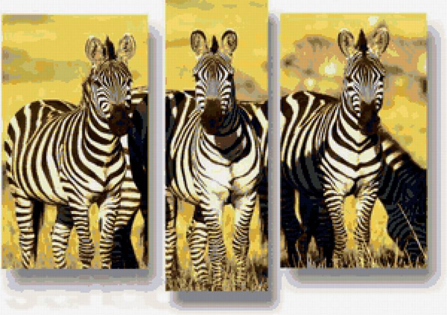 зебры - триптих, природа, саванна, зебры - предпросмотр
