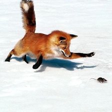 лиса и мышь