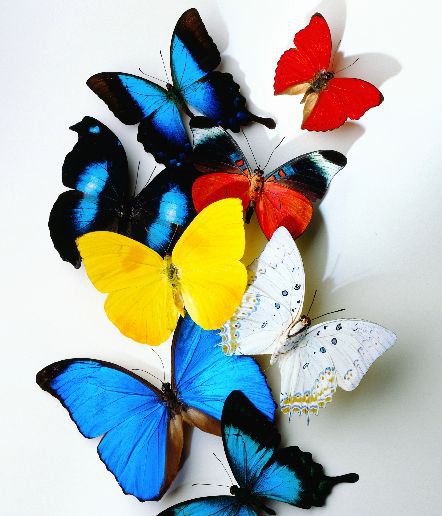 бабочки - бабочки, насекомые - оригинал