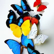 бабочки
