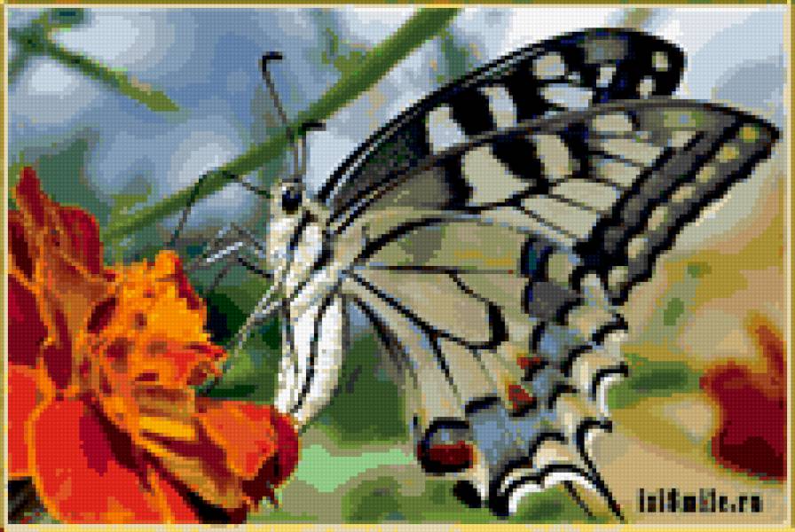 белая бабочка - бабочка, цветок - предпросмотр