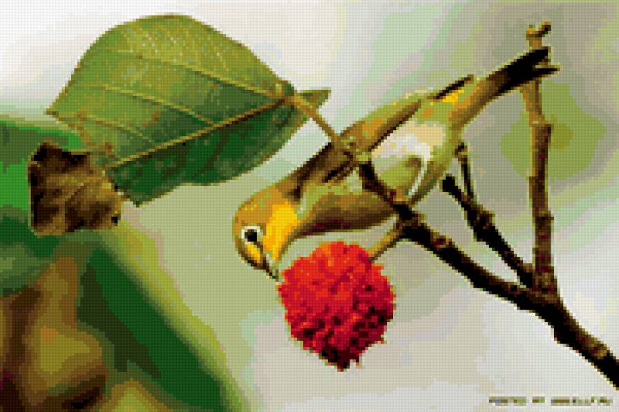 птичка с ягодкой - птица - предпросмотр