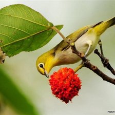 птичка с ягодкой