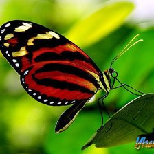 красно-черна бабочка