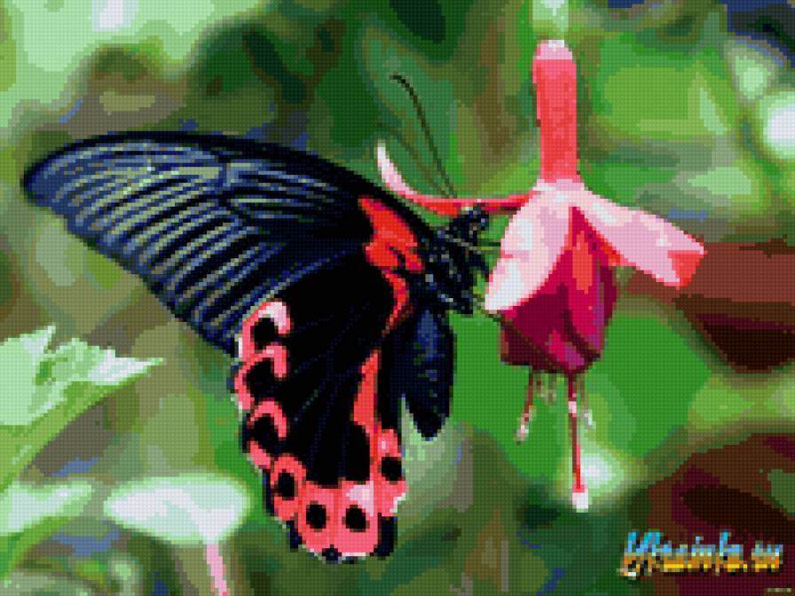 бабочка на фуксии - бабочка, цветок - предпросмотр