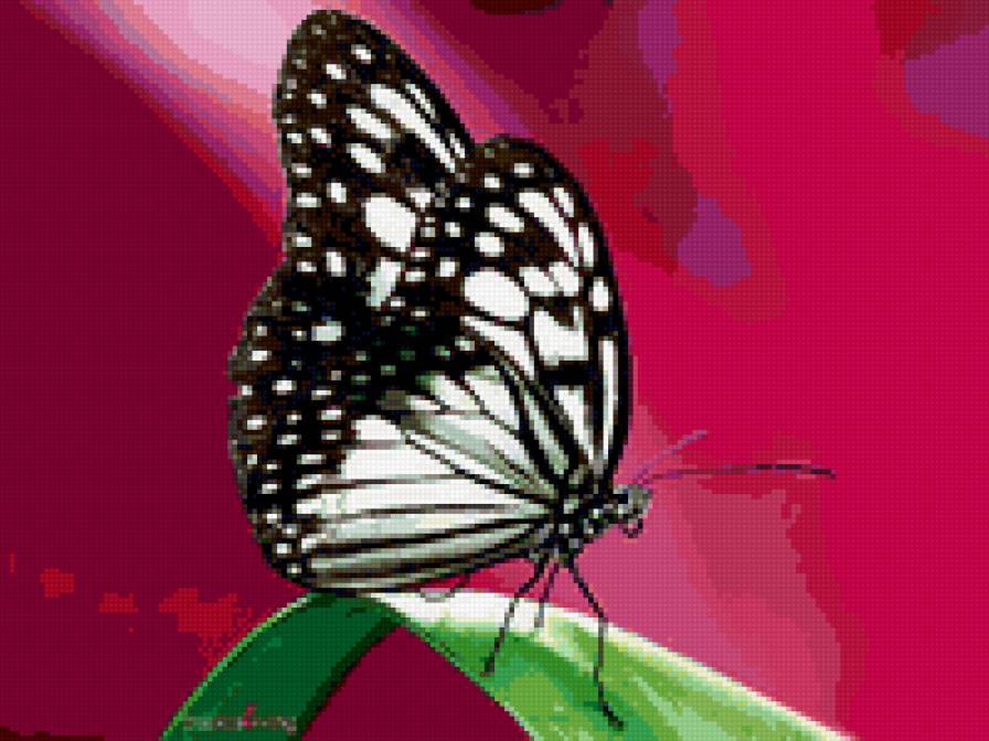 бабочка на красном фоне - бабочка - предпросмотр