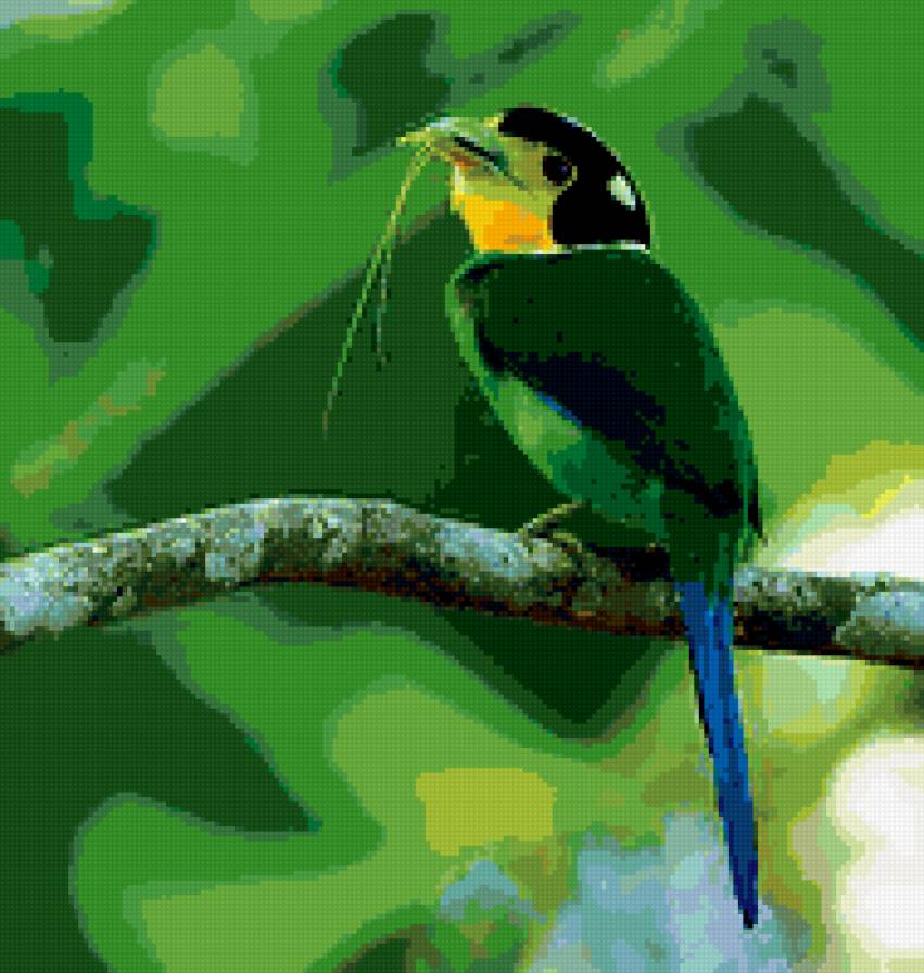 Животные невиданной красы. Psarisomus dalhousiae. Длиннохвостый рогоклюв. Самые красивые птицы. Зеленая птица.