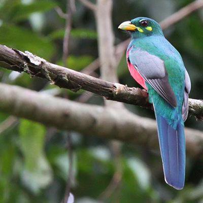 синяя птица - птица - оригинал