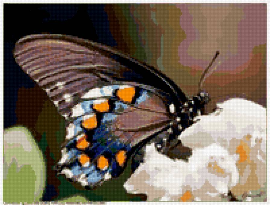 бабочка на белом цветке - цветок, бабочка - предпросмотр