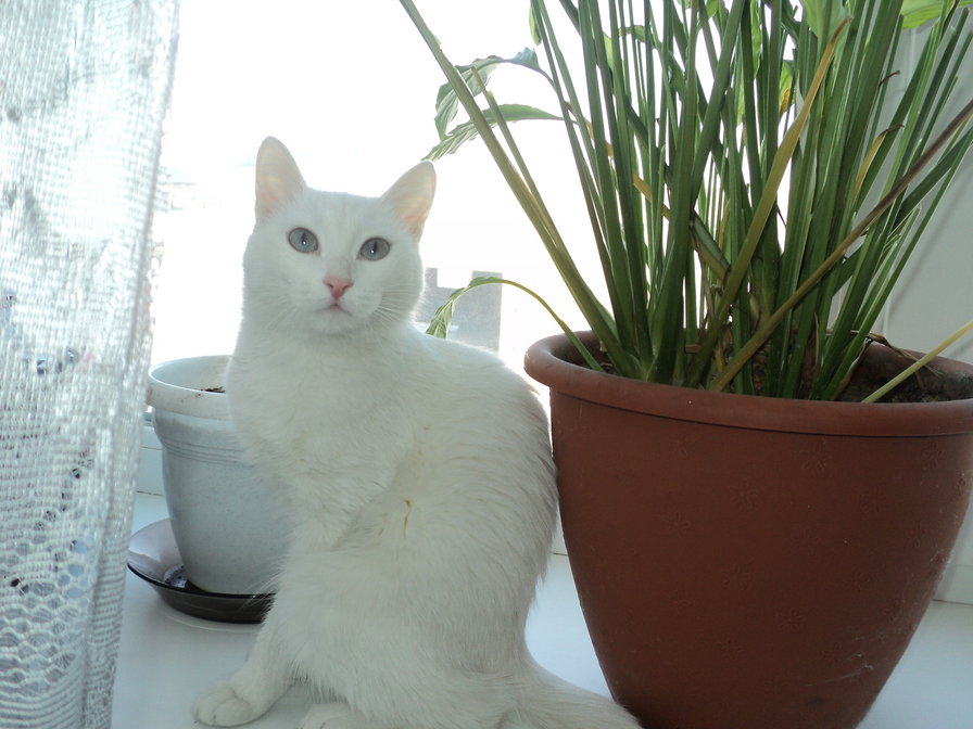Белая кошка - кошки - оригинал