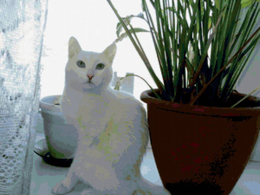 Белая кошка - кошки - предпросмотр