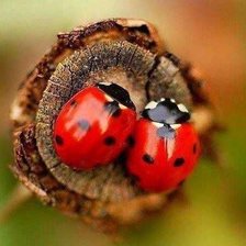 Схема вышивки «божьи коровки»