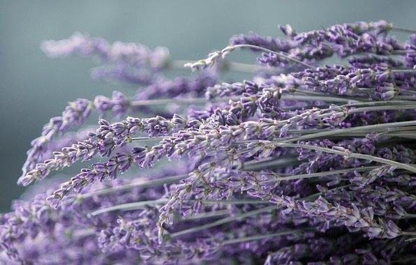 Лаванда - цветы, лаванда - оригинал