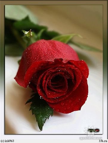 roza - оригинал