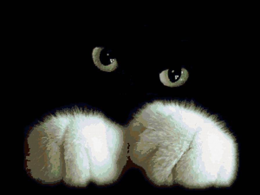 Лапки на глазах. Спокойной ночи глазки. Черная кошка. Спокойной ночи черный кот. Добрый вечер с кошками.
