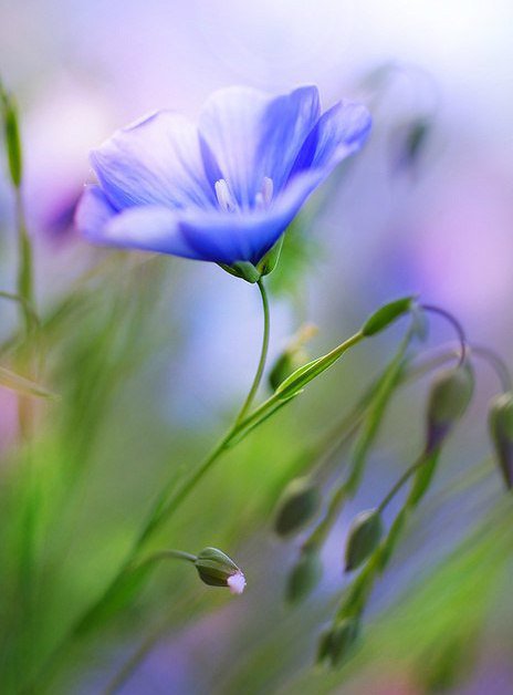 №293854 - цветы - оригинал