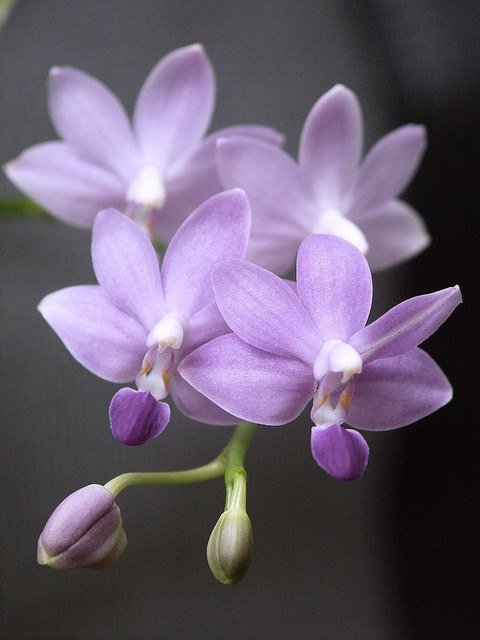 022 - цветы - оригинал