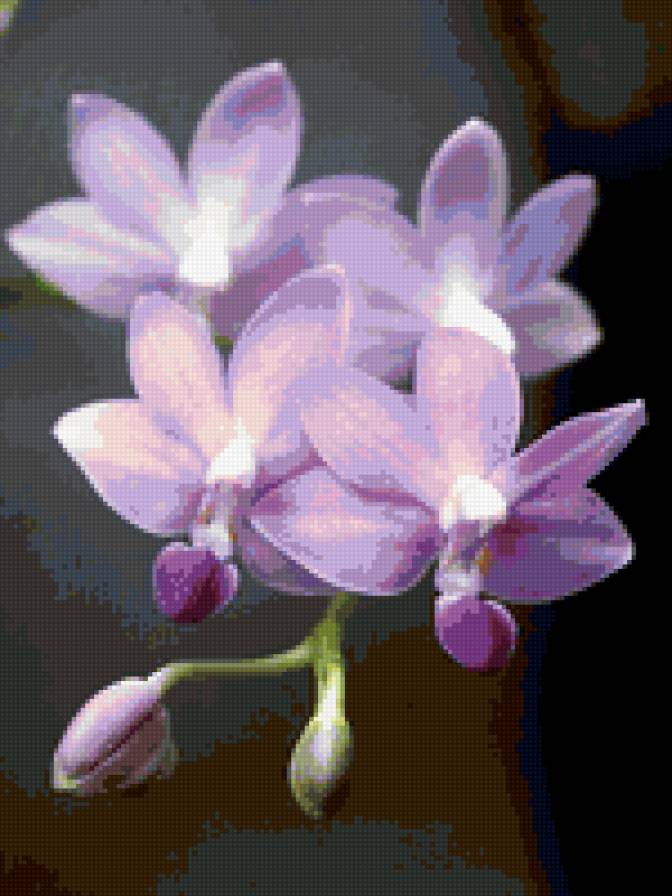 022 - цветы - предпросмотр