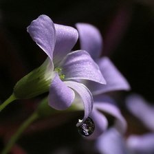 Схема вышивки «023»