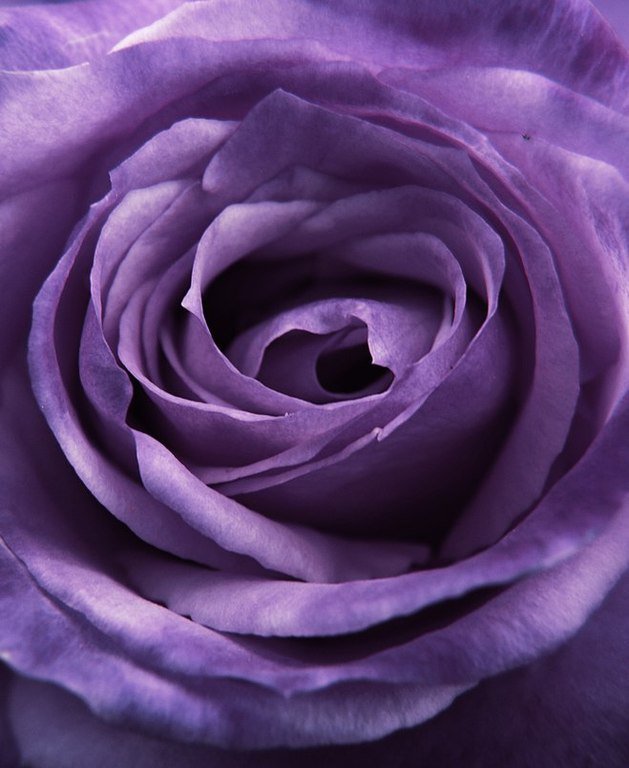 025 - цветы - оригинал