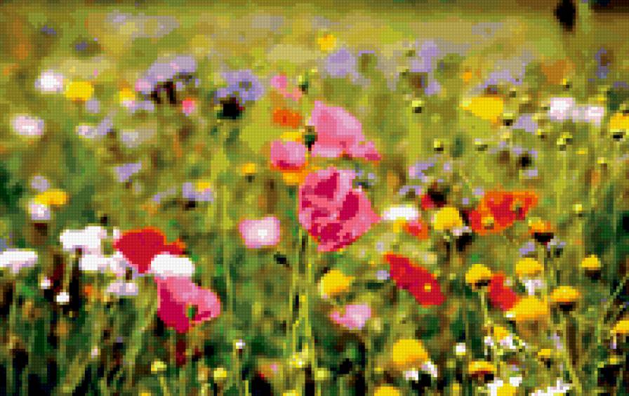 цветы полевые - природа. цветы - предпросмотр