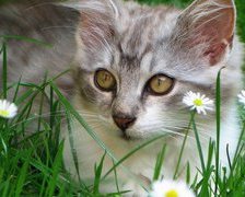 Схема вышивки «на природе»