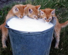 Схема вышивки «трио»