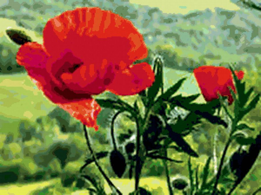 №294336 - букеты, розы, цветы - предпросмотр