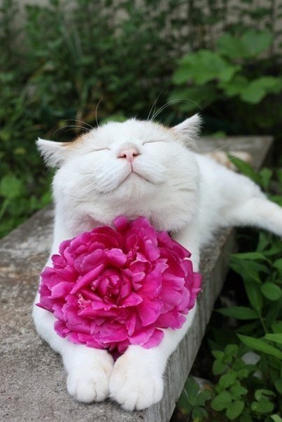 кот с пионом - кот, цветы - оригинал