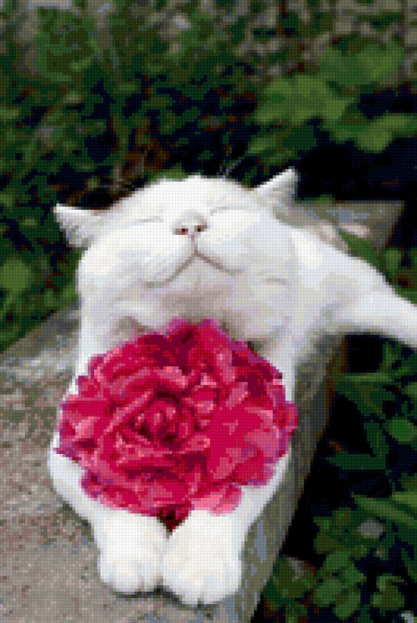 кот с пионом - кот, цветы - предпросмотр