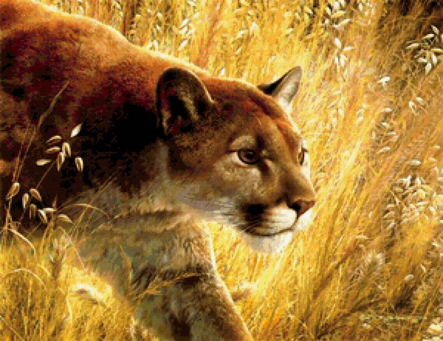 львица на охоте - дикие кошки - предпросмотр