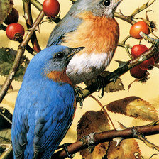 Схема вышивки «птички»