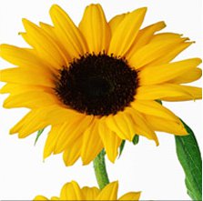 №294637 - оригинал