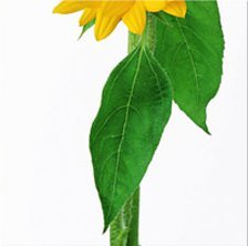 Схема вышивки «№294641»