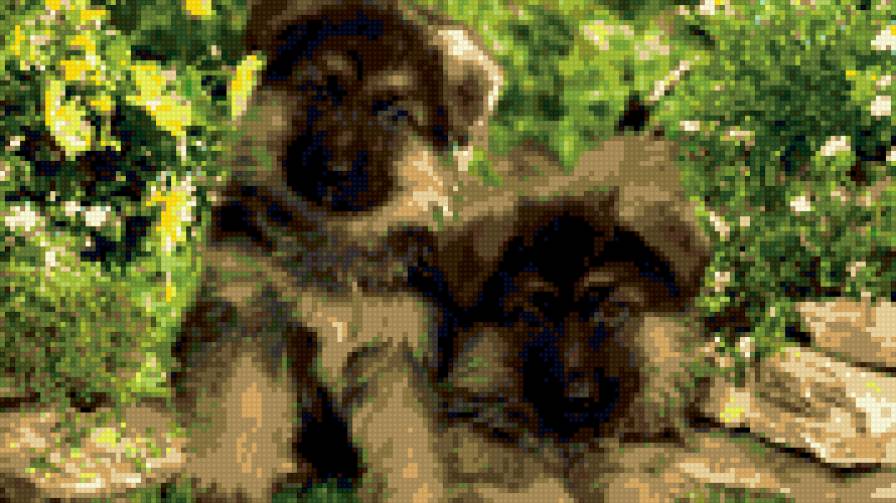 щенки - щенки, собака, животные - предпросмотр