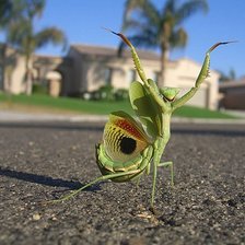 Схема вышивки «богомол»