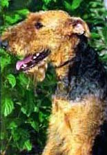 Ердельтер`эр