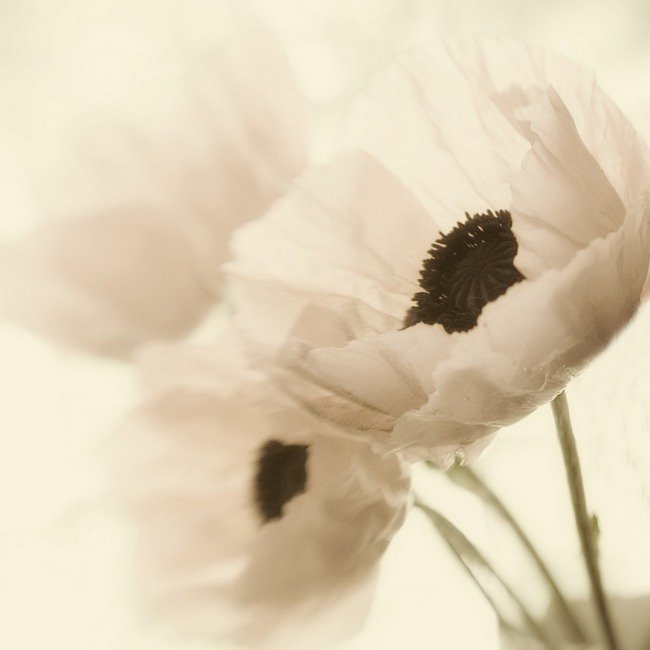 Маки - маки, растения - оригинал