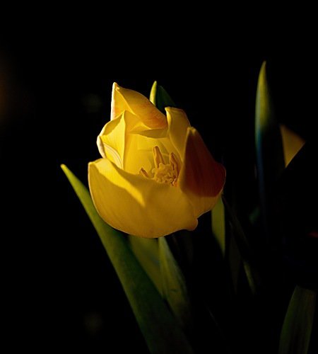 №295075 - весна, цветок, тюльпан - оригинал