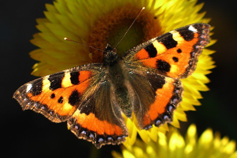 Шоколадница. - цветок, насекомые, бабочка, фото. - оригинал