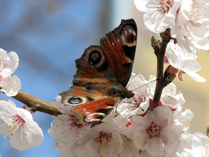 Шоколадница на цветах яблони. - насекомое, яблоня, бабочка, цветы - оригинал