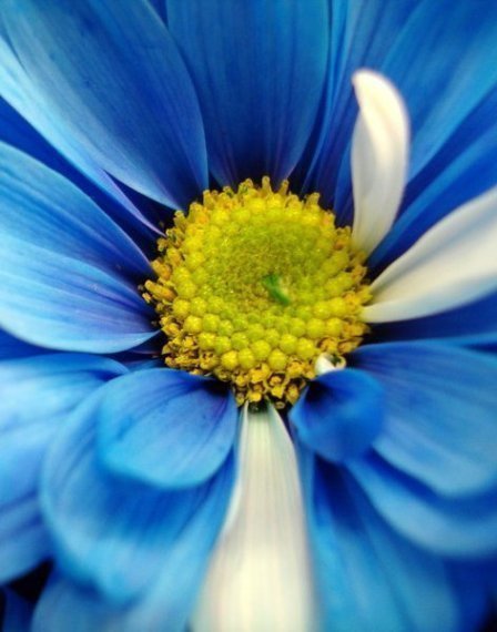 Голубая ромашка - ромашка, цветы - оригинал