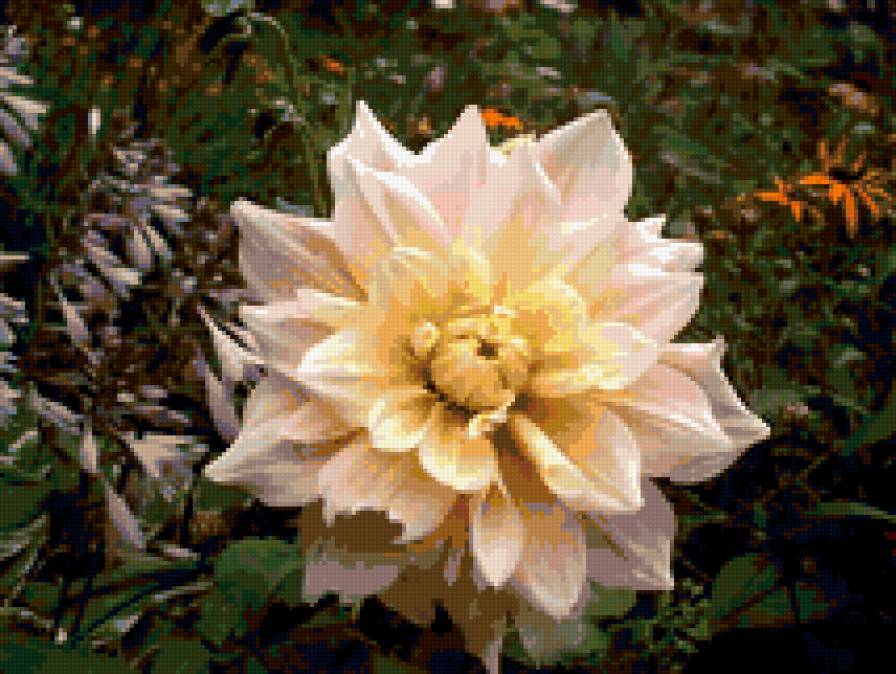 георгин - природа.цветы. - предпросмотр