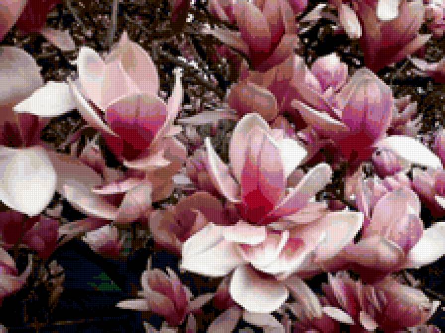 красота неземная - природа.цветы. - предпросмотр