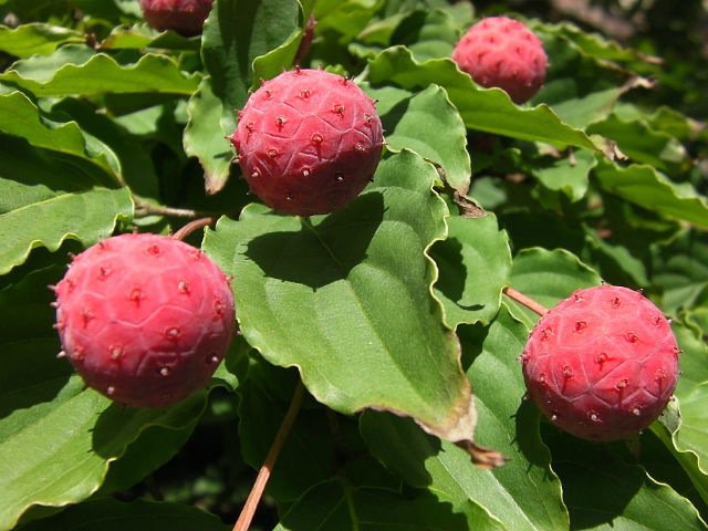 чудо - природа.растения.цветы - оригинал