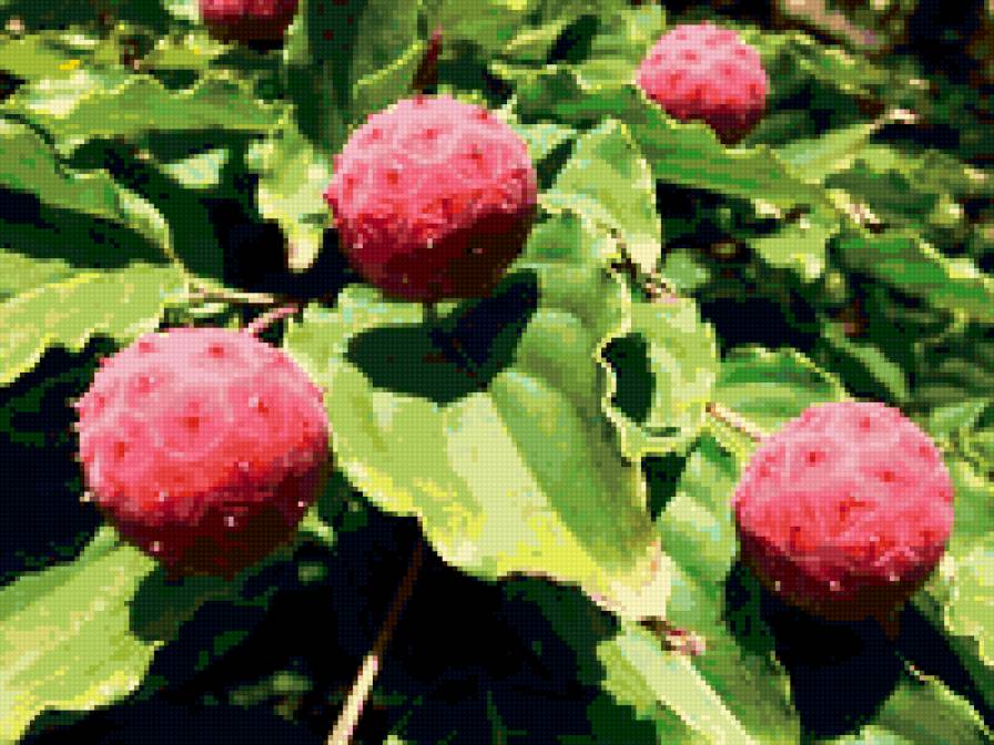 чудо - природа.растения.цветы - предпросмотр