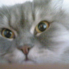 Схема вышивки «кот»