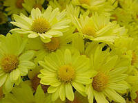 Идея для подушки - розы, букеты, цветы - оригинал