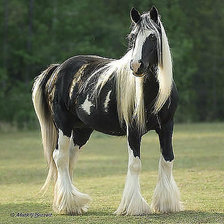 Конь - красавец