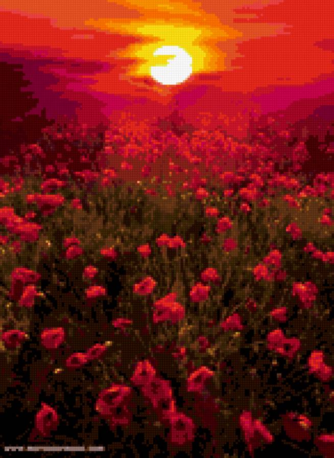 маковое поле - маки, цветы, пейзаж - предпросмотр